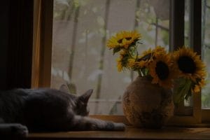 Maximize Your Energy-Feng Shui Tips for a Peaceful Living Room