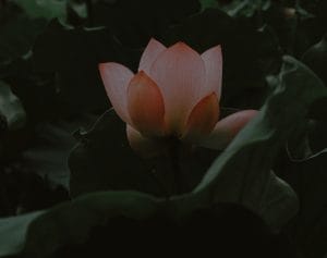 Mindful Decor-Choosing Feng Shui Ornaments to Cultivate Calm and Clarity