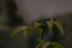 Navigate Life Changes-Feng Shui Ornaments for Transition and Growth