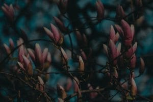 Navigating Life Changes-Feng Shui Ornaments for New Beginnings