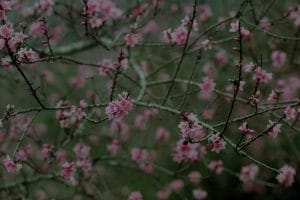 Navigating Life Changes-Feng Shui Ornaments to Support Transitions and Growth