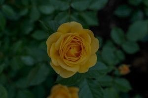 Optimize Your Garden-Feng Shui Energy Ornaments for Outdoor Serenity