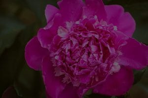 Optimize Your Garden-Feng Shui Ornaments for a Peaceful Outdoor Space