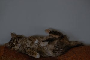Pet-Friendly Feng Shui-Energy Ornaments to Create a Harmonious Home for You and Your Pets