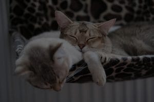 Pet-Friendly Feng Shui-Ornaments to Create a Harmonious Home for Pets