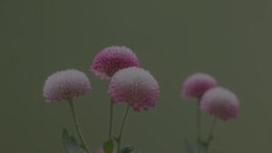 Practical Feng Shui Tips-Energy Ornaments for a Calming Environment