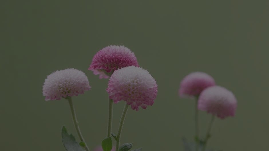 Practical Feng Shui Tips-Energy Ornaments for a Calming Environment