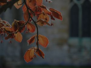 Revitalize Your Energy-Feng Shui Tips for Seasonal Changes