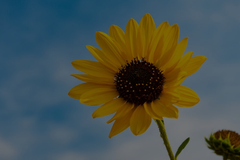 Revitalize Your Garden-Feng Shui Decorations for Positive Energy Outdoors