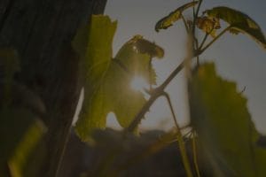 Revitalize Your Garden-Feng Shui Energy Enhancers for Outdoor Spaces