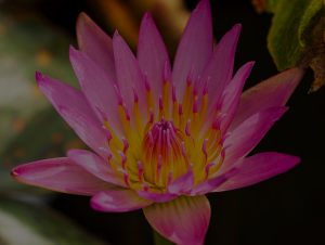 Revitalize Your Garden-Feng Shui Energy Ornaments for Outdoor Harmony