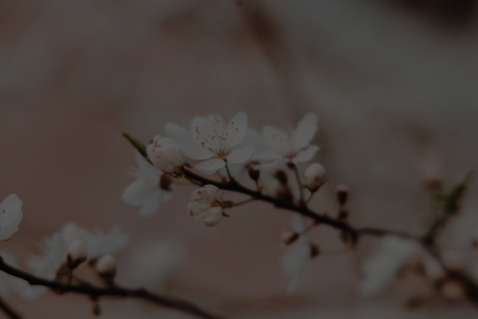 Revitalize Your Garden-Feng Shui Ornaments for Outdoor Harmony