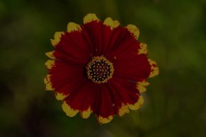 Revitalize Your Garden-Feng Shui Tips and Ornaments for Outdoor Spaces