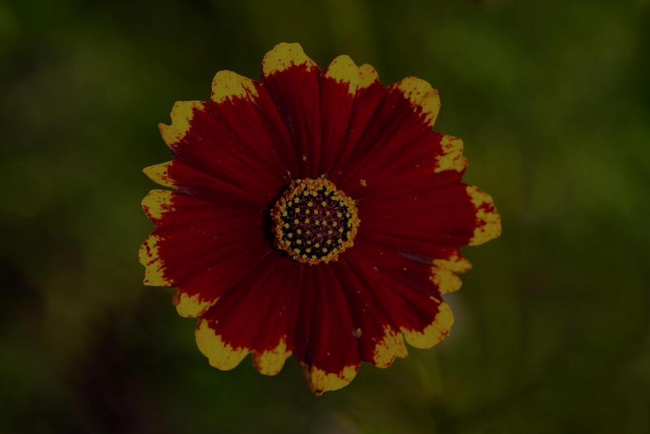 Revitalize Your Garden-Feng Shui Tips and Ornaments for Outdoor Spaces