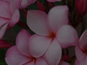 Revitalize Your Garden-Using Feng Shui Energy Ornaments for Outdoor Serenity