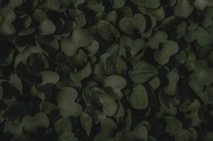 Revitalize Your Garden with Feng Shui Elements for Abundance