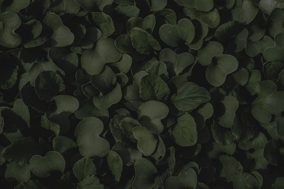 Revitalize Your Garden with Feng Shui Elements for Abundance