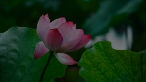 Revitalize Your Outdoor Space-Feng Shui Tips for a Peaceful Garden