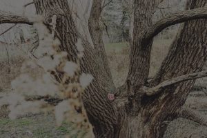 Seasonal Feng Shui-Best Energy Ornaments for Autumn and Winter