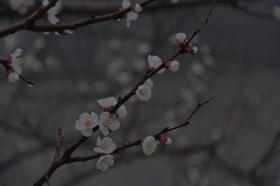Seasonal Feng Shui-Energy Ornaments to Align with Nature's Cycles