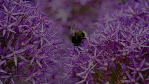 Seasonal Feng Shui-How to Use Ornaments to Align with Nature's Cycles