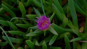 Seasonal Feng Shui-How to Use Ornaments to Align with Nature's Energy Cycles