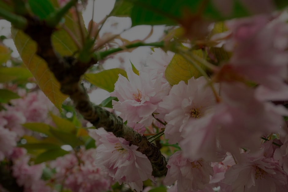 Seasonal Feng Shui-How to Use Ornaments to Align with the Changing Seasons