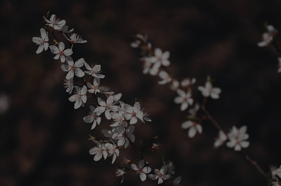 Seasonal Feng Shui Tips-Energy Ornaments to Align with the Changing Seasons