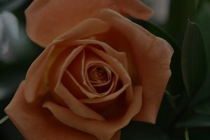 Selecting the Best Feng Shui Symbols for Personal Growth