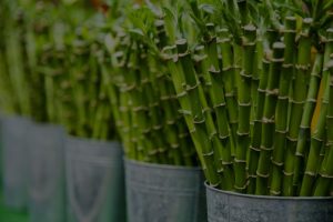 Simple Feng Shui Tips for a Calming Home Environment