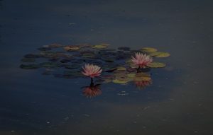 Stress Relief-Best Feng Shui Items for a Calming Environment