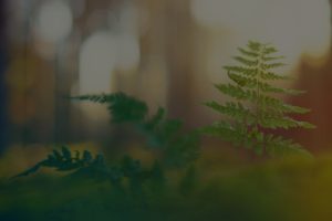 The Best Feng Shui Energy Ornaments for Creating a Peaceful Bedroom Environment