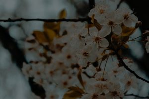 The Best Feng Shui Ornaments for Creating a Calm and Peaceful Environment