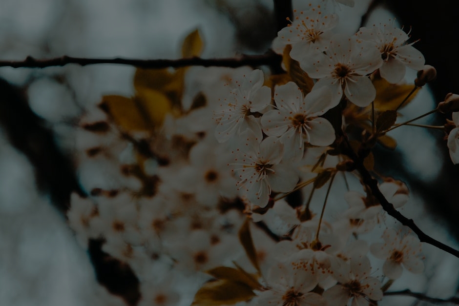 The Best Feng Shui Ornaments for Creating a Calm and Peaceful Environment