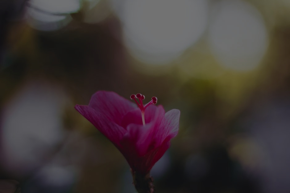 The Best Feng Shui Ornaments for Creating a Calming Home Environment