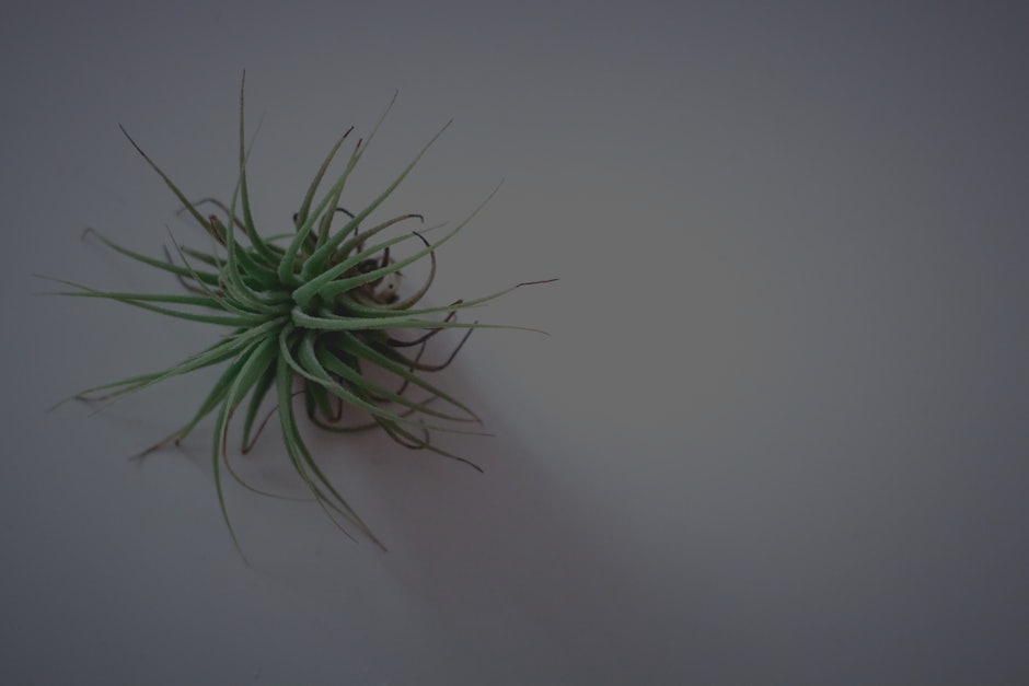 The Best Feng Shui Ornaments for Creating a Peaceful Home Environment