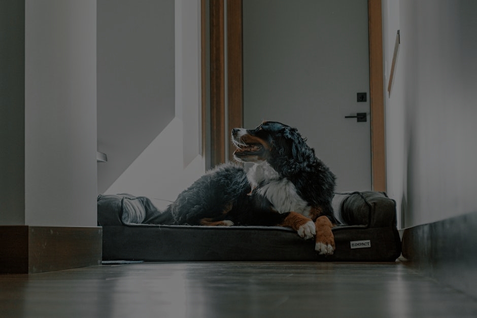 The Impact of Feng Shui Ornaments on Sleep Quality and Restfulness