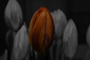 The Role of Color in Feng Shui-Selecting the Right Ornaments