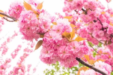 You are currently viewing Choosing Energy Ornaments for Your Garden-Feng Shui Tips for Outdoor Spaces