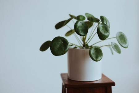 You are currently viewing Choosing Feng Shui Energy Ornaments for Small Apartments-Practical Tips