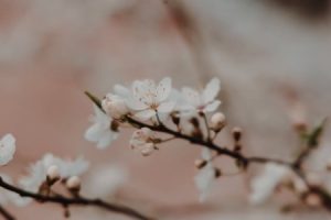Read more about the article Choosing Feng Shui Energy Ornaments for Your Garden-A Guide to Outdoor Harmony