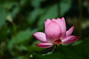 Read more about the article Choosing the Right Feng Shui Item for Your Bedroom-A Complete Guide