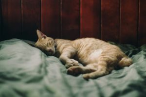 Read more about the article Choosing the Right Feng Shui Items for Your Bedroom-A Guide to Better Sleep