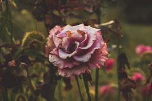 Read more about the article Color Psychology in Feng Shui-Ornaments to Enhance Your Mood