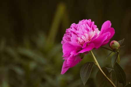 You are currently viewing Create a Peaceful Garden-Feng Shui Ornaments for Outdoor Spaces