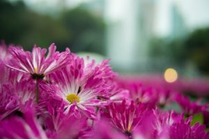 Read more about the article Creating a Peaceful Bedroom-Essential Feng Shui Items to Consider