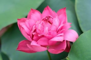 Read more about the article Creating a Peaceful Bedroom-The Best Feng Shui Ornaments
