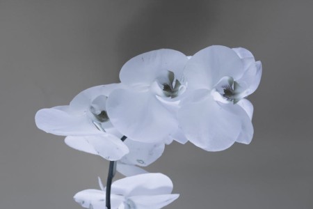 You are currently viewing Creating a Peaceful Home-Feng Shui Ornaments for Serenity