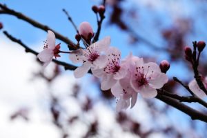 Read more about the article Creating a Peaceful Outdoor Space-Feng Shui Ornaments for Your Garden