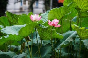 Read more about the article Creating a Zen Environment-Best Feng Shui Ornaments for Meditation